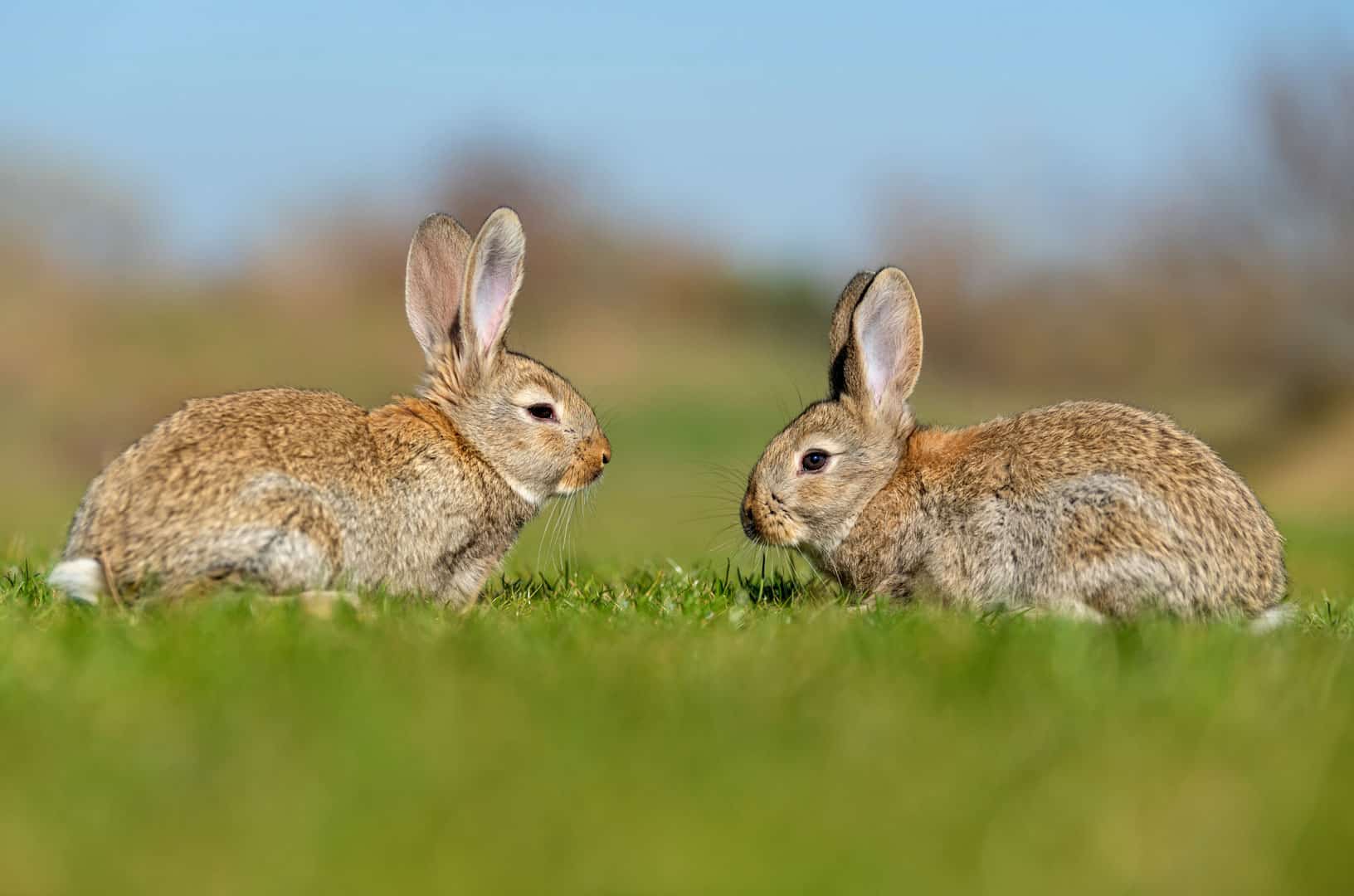 Rabbits & Hare Pest Control - Epping Forest Area