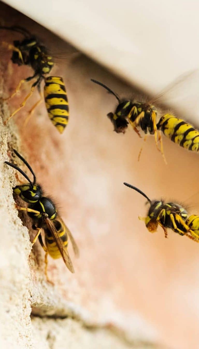 Wasp removal across Epping Forest by Tracker Pest Control